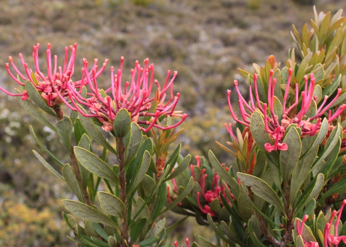 Tasmanian Alpine Plants Proteaceae